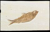 Knightia Fossil Fish - Wyoming #48181-1